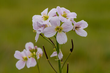 Close up of a cuckoo flower (cardamine pratensis) in bloom