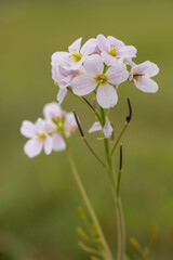 Close up of a cuckoo flower (cardamine pratensis) in bloom