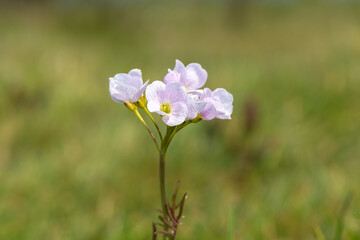 Close up of a cuckoo flower (cardamine pratensis) in bloom