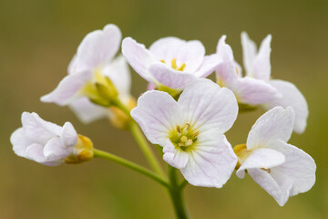Close up of a cuckoo flower (cardamine pratensis) in bloom