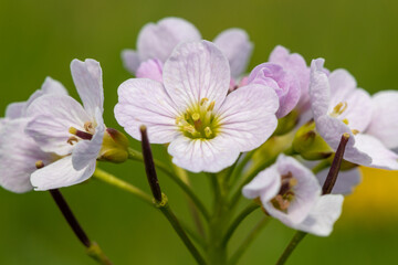 Close up of a cuckoo flower (cardamine pratensis) in bloom