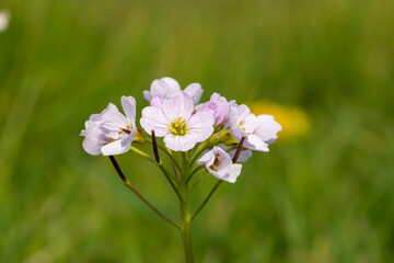 Close up of a cuckoo flower (cardamine pratensis) in bloom