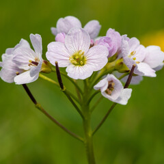 Obraz premium Close up of a cuckoo flower (cardamine pratensis) in bloom