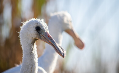 Eurasian spoonbill (Platalea leucorodia) chicks, close-up