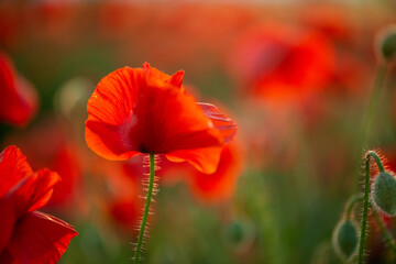 Poppy flower or papaver rhoeas poppy with the light