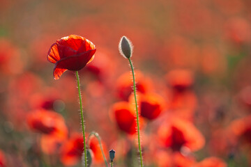 Red poppy flowers meadow at sunset