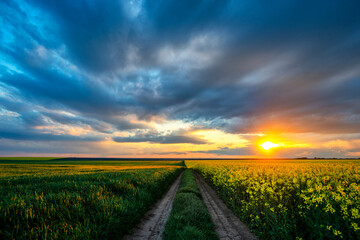 Spring colorful cloud sunset over colza field. Rural dirt road on blossom canola farm.