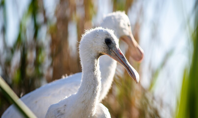 Eurasian spoonbill (Platalea leucorodia) chicks, close-up