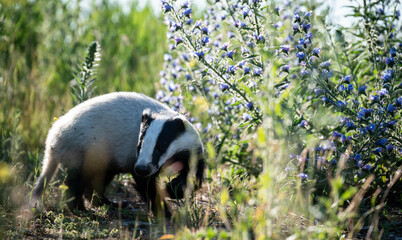 Young European badger (Meles meles) on a field © firesalamander