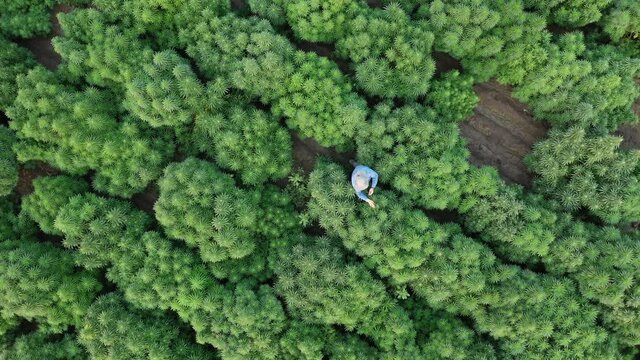 Top down aerial view of farmer inspecting plants in hemp field on organic farm