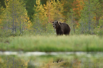 Plakat Male brown bear walking near the water at summer evening, forest in the background