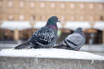 Pigeons in Moscow in winter