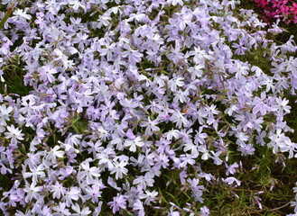 Obraz premium Phlox subulata blooms on the flowerbed