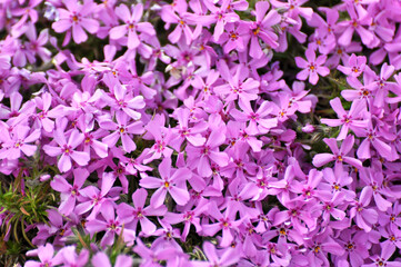 Phlox subulata blooms on the flowerbed