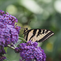 A Western Tiger Swallowtail butterfly on a purple flower
