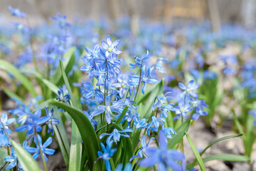 Early spring Blue Scilla (Squill) blossom background. Siberian Squill (Scilla siberica)