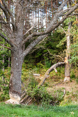 Tree gnawed by beavers. Sawdust is all around the tree.