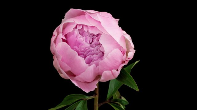 Peony born and died on pure black