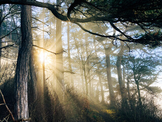 mystical awakening scene with sunrays shining through the trees in the forest