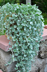The creeping plant dichondra grows in the garden