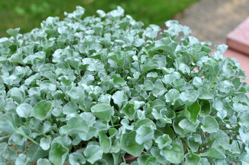 The creeping plant dichondra grows in the garden
