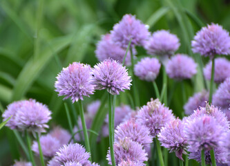 Fototapeta premium Decorative onion grows on a flower bed in the garden