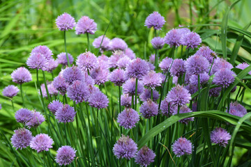 Decorative onion grows on a flower bed in the garden