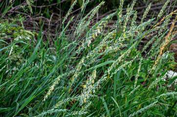 Couch grass green grass grows outdoors with dew .grass and weeds Elymus repens