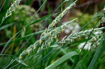 Couch grass green grass grows outdoors with dew .grass and weeds Elymus repens