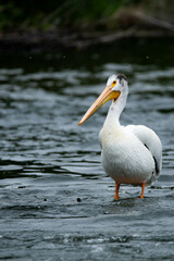 Pelicans fishing in the the river Rapids 