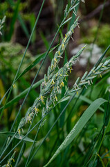 Couch grass green grass grows outdoors with dew .grass and weeds Elymus repens
