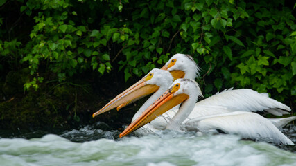 Pelicans fishing in the the river Rapids 