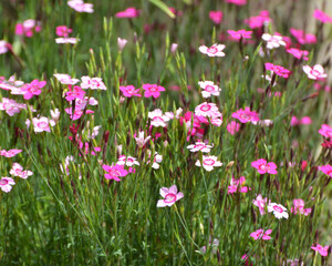 Obraz na płótnie Canvas Carnation garden blooms in the open ground
