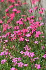 Carnation garden blooms in the open ground