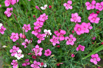 Fototapeta premium Carnation garden blooms in the open ground