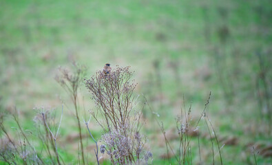 a perched stonechat (Saxicola rubicola), Salisbury Plain chalklands, Wiltshire UK