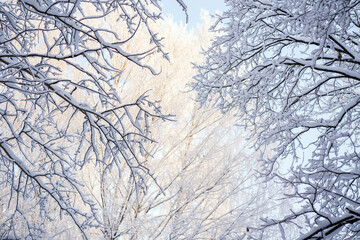 Fototapeta na wymiar Snow covered trees in the winter forest