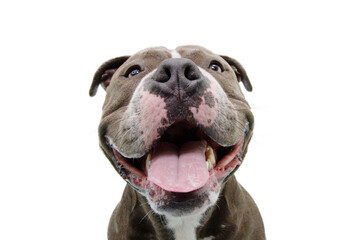 Portrait happy american bully dog. Isolated on white background - obrazy, fototapety, plakaty