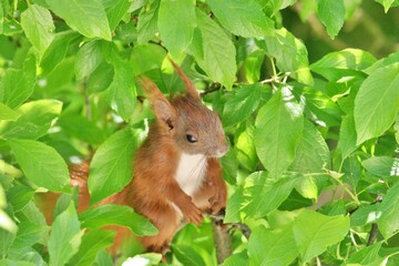Nahaufnahme Eichhörnchen