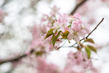Fototapeta na wymiar Sakura trees in bloom, light pink flowers