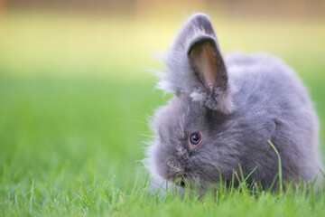 Cute grey fluffy rabbit sitting on grass backyard.