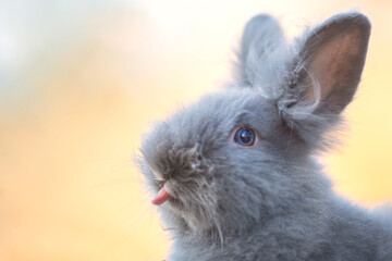 Cute grey fluffy rabbit sitting on grass backyard.