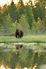 Fototapeta na wymiar Brown bear in the wetland scenery, bear reflection in the water, summer evening