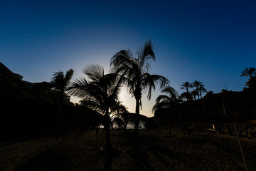 Obraz premium Palm Trees - Perfect palm trees against a beautiful blue sky and the ocean, tenerife