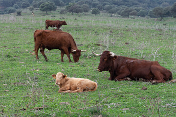 Cría de ganado y su madre, para la producción de carne, pastoreo y reposo en el campo