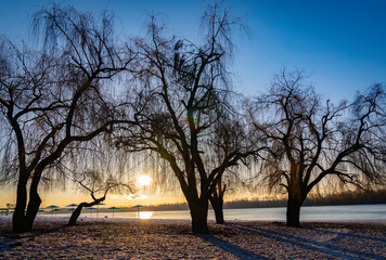 Weeping willow tree branches on a snow-covered shore