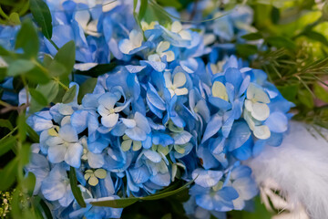 Close up view of colorful beautiful blue hydrangea, hortensia at studio, flower shop. Floristry,...