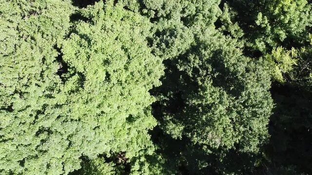 vue aérienne d'une forêt en été