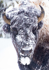 Bison in Yellowstone winter © Jonathan Steele