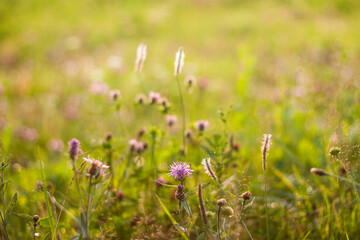 Sunny summer day in the field